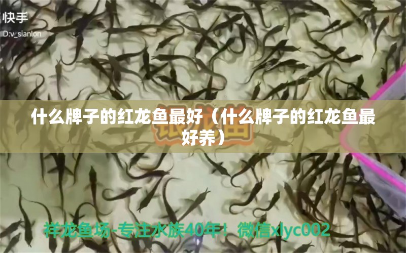 什么牌子的紅龍魚最好（什么牌子的紅龍魚最好養(yǎng)） 印尼紅龍魚