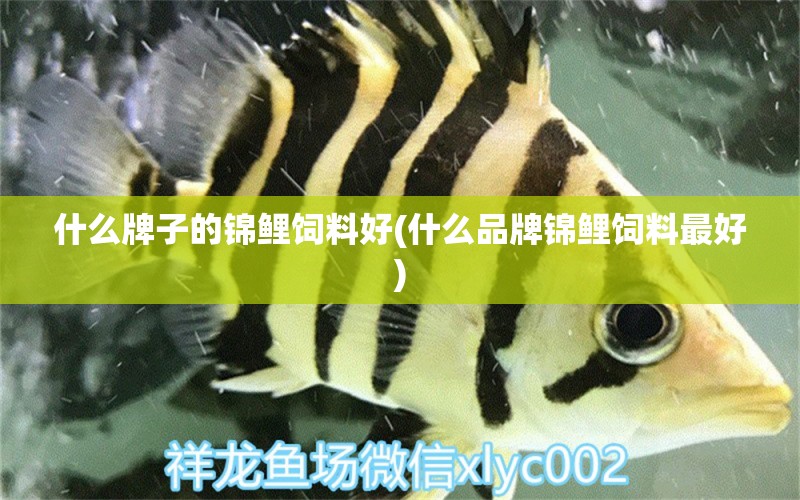 什么牌子的錦鯉飼料好(什么品牌錦鯉飼料最好) 白化火箭魚(yú)