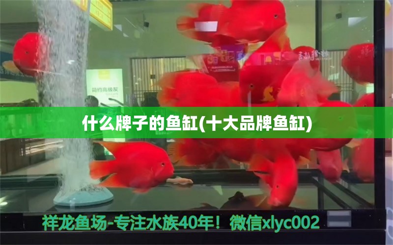 什么牌子的魚缸(十大品牌魚缸) 帝王三間魚