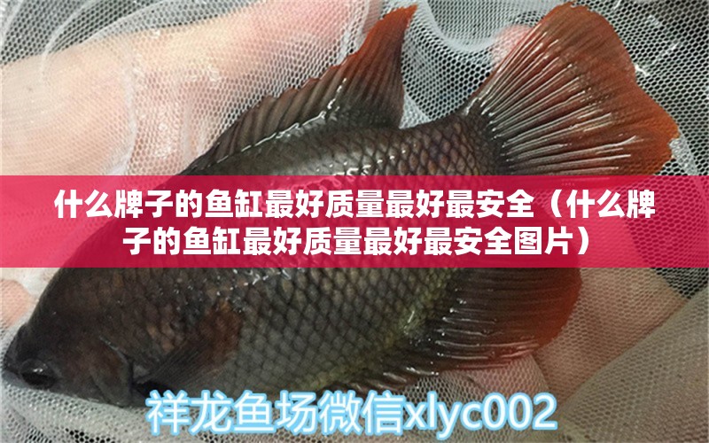 什么牌子的魚缸最好質(zhì)量最好最安全（什么牌子的魚缸最好質(zhì)量最好最安全圖片） 三間鼠魚 第1張