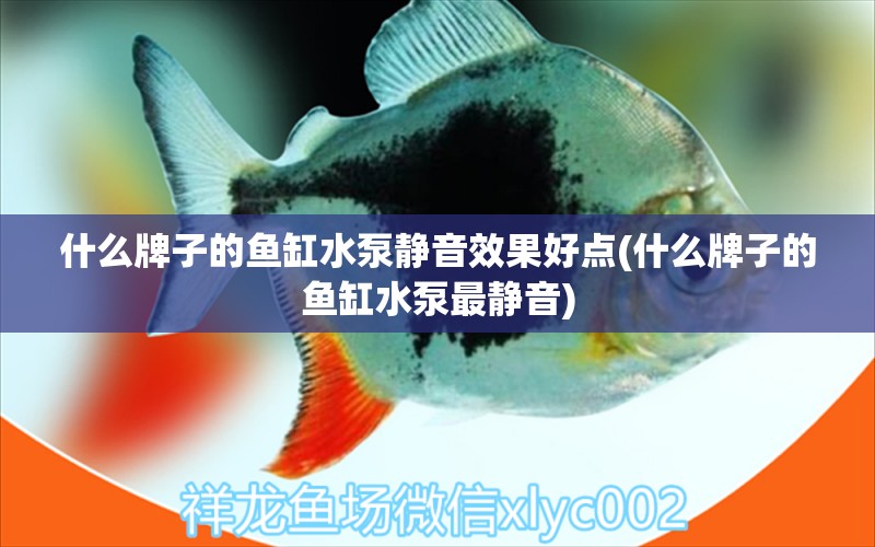 什么牌子的魚缸水泵靜音效果好點(diǎn)(什么牌子的魚缸水泵最靜音) 魚缸水泵 第1張