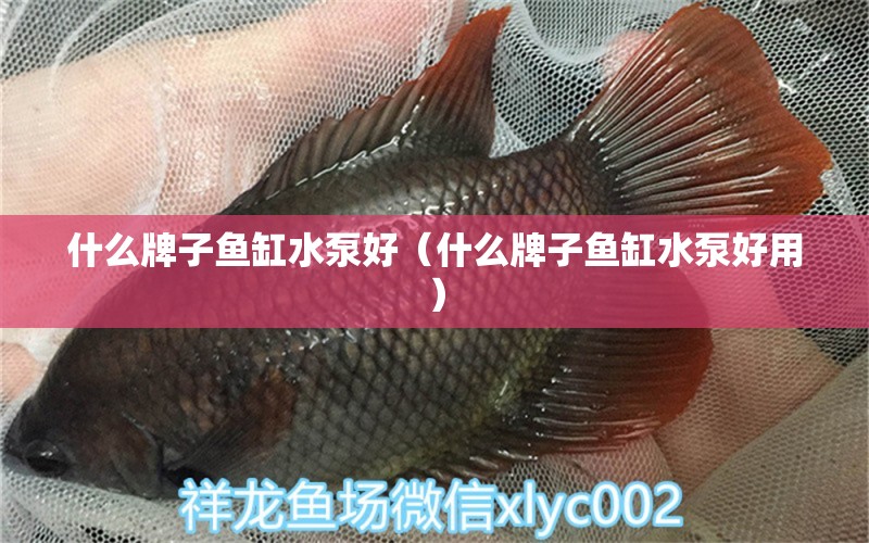 什么牌子魚缸水泵好（什么牌子魚缸水泵好用）