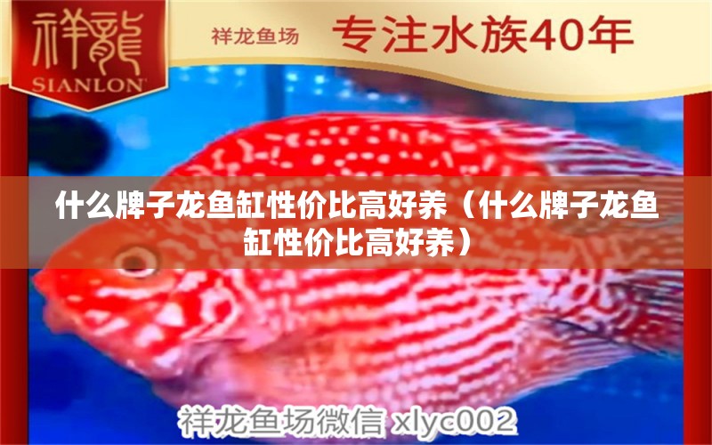 什么牌子龍魚缸性價比高好養(yǎng)（什么牌子龍魚缸性價比高好養(yǎng)）