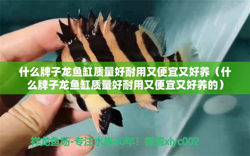 什么牌子龍魚缸質(zhì)量好耐用又便宜又好養(yǎng)（什么牌子龍魚缸質(zhì)量好耐用又便宜又好養(yǎng)的） 廣州龍魚批發(fā)市場