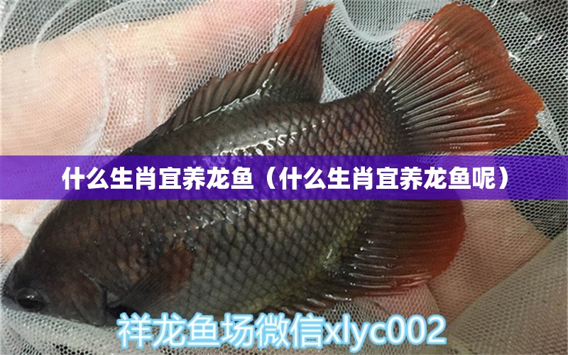 什么生肖宜養(yǎng)龍魚（什么生肖宜養(yǎng)龍魚呢） 帝王血鉆