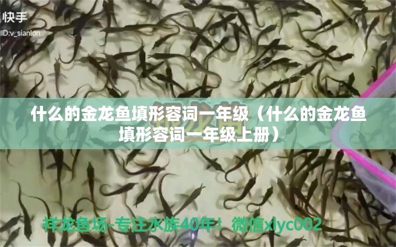 什么的金龍魚填形容詞一年級(jí)（什么的金龍魚填形容詞一年級(jí)上冊(cè)）