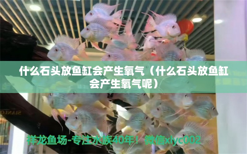 什么石頭放魚缸會產(chǎn)生氧氣（什么石頭放魚缸會產(chǎn)生氧氣呢） 其他品牌魚缸