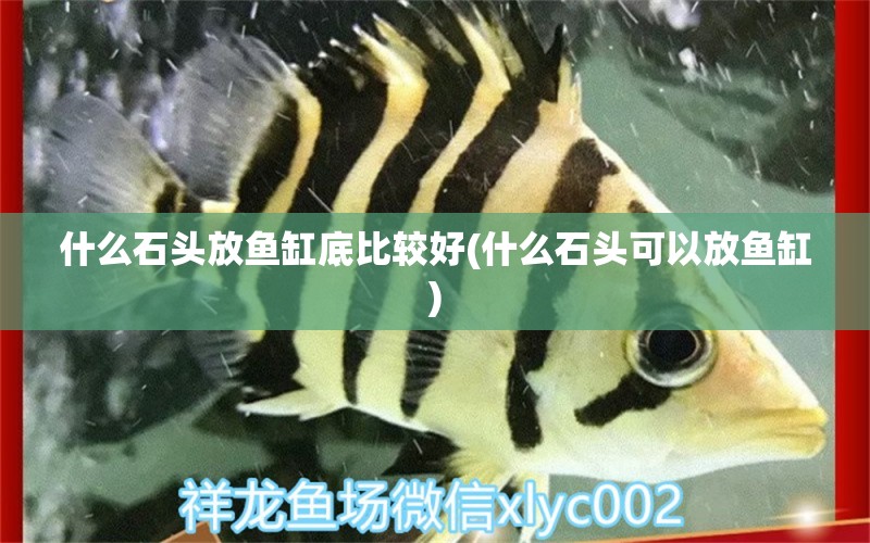 什么石頭放魚缸底比較好(什么石頭可以放魚缸)