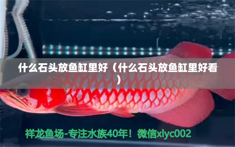 什么石頭放魚缸里好（什么石頭放魚缸里好看） 觀賞魚市場（混養(yǎng)魚）