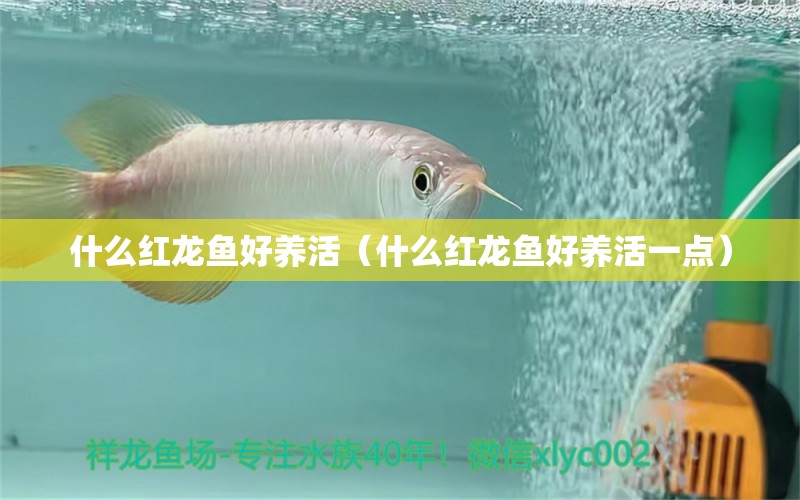 什么紅龍魚好養(yǎng)活（什么紅龍魚好養(yǎng)活一點(diǎn)） 印尼紅龍魚