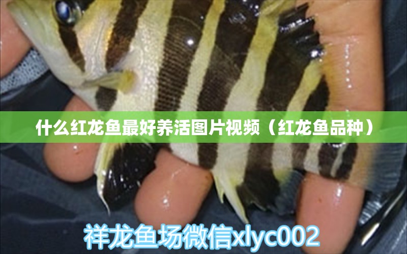 什么紅龍魚最好養(yǎng)活圖片視頻（紅龍魚品種）