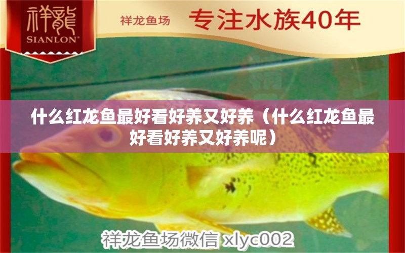 什么紅龍魚最好看好養(yǎng)又好養(yǎng)（什么紅龍魚最好看好養(yǎng)又好養(yǎng)呢） 廣州龍魚批發(fā)市場