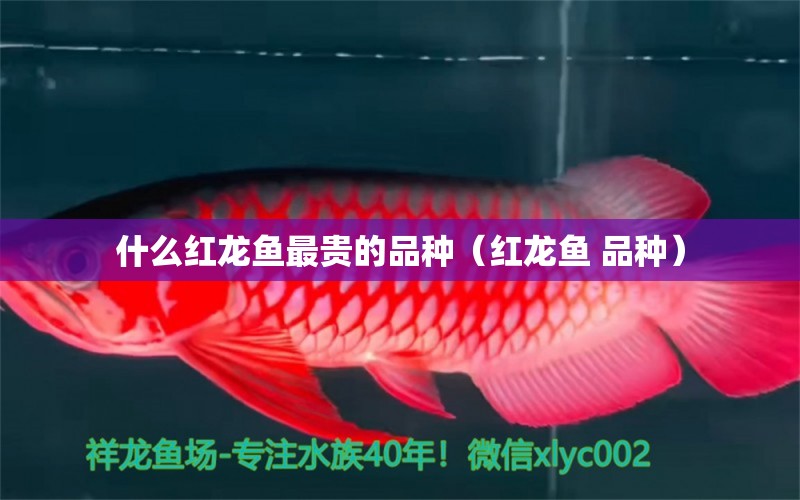 什么紅龍魚最貴的品種（紅龍魚 品種） 野彩魚 第1張