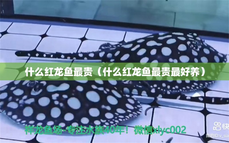 什么紅龍魚最貴（什么紅龍魚最貴最好養(yǎng)） 印尼紅龍魚