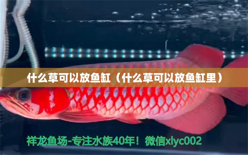 什么草可以放魚缸（什么草可以放魚缸里） 祥龍水族醫(yī)院