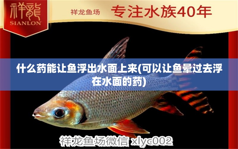 什么藥能讓魚浮出水面上來(可以讓魚暈過去浮在水面的藥) 巴卡雷龍魚