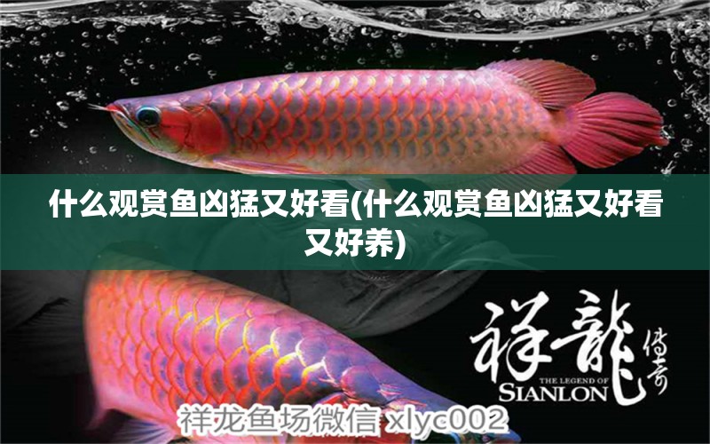 什么觀賞魚兇猛又好看(什么觀賞魚兇猛又好看又好養(yǎng)) 黃金鴨嘴魚