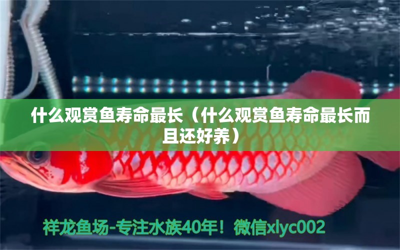 什么觀賞魚壽命最長（什么觀賞魚壽命最長而且還好養(yǎng)）