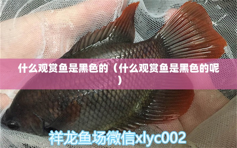 什么觀賞魚是黑色的（什么觀賞魚是黑色的呢）