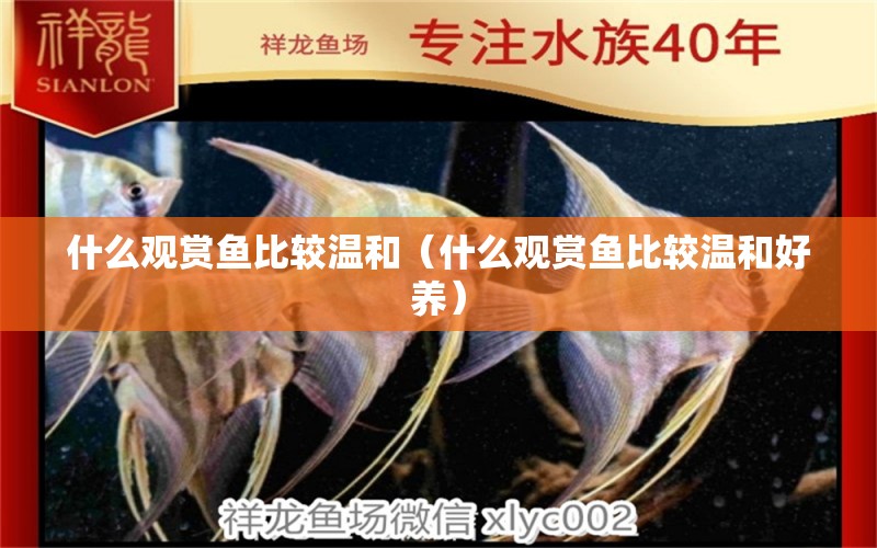 什么觀賞魚比較溫和（什么觀賞魚比較溫和好養(yǎng)）