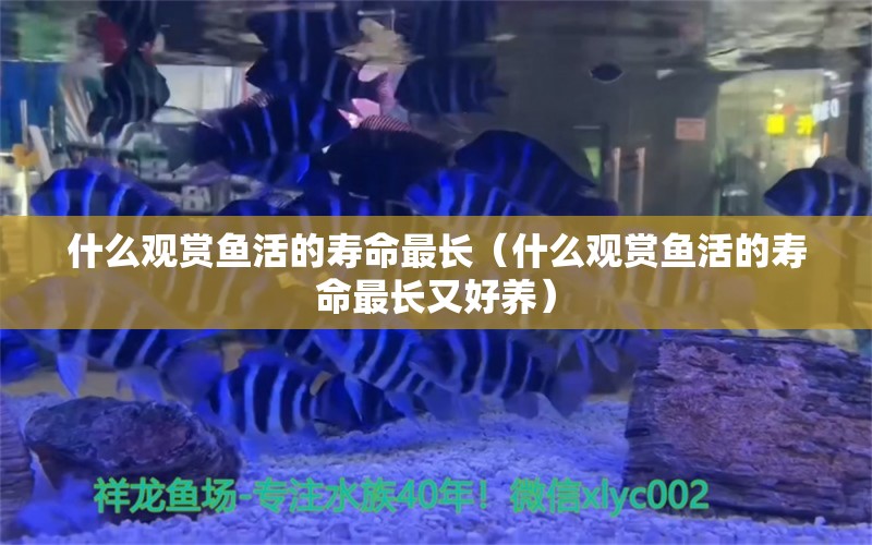 什么觀賞魚活的壽命最長（什么觀賞魚活的壽命最長又好養(yǎng)） 祥龍水族醫(yī)院