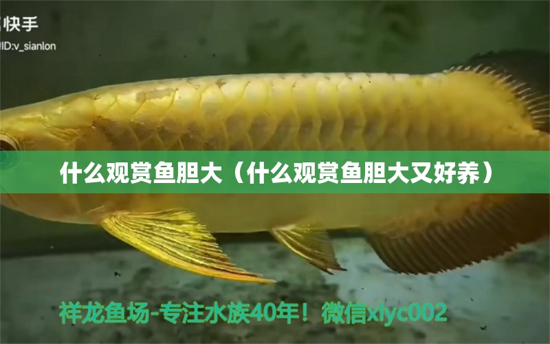 什么觀賞魚膽大（什么觀賞魚膽大又好養(yǎng)） 魟魚百科