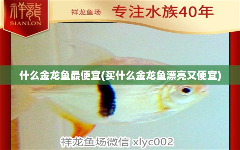 什么金龍魚最便宜(買什么金龍魚漂亮又便宜)