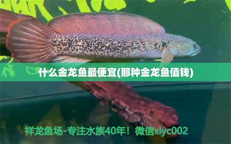 什么金龍魚最便宜(那種金龍魚值錢) 翡翠鳳凰魚 第1張