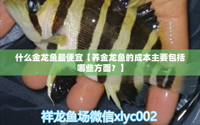 什么金龍魚最便宜【養(yǎng)金龍魚的成本主要包括哪些方面？】