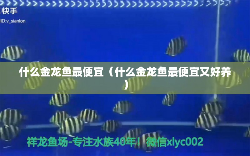 什么金龍魚最便宜（什么金龍魚最便宜又好養(yǎng)） 廣州龍魚批發(fā)市場