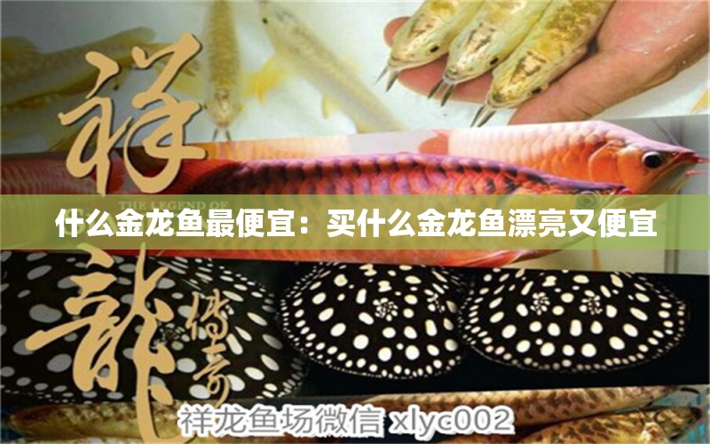 什么金龍魚最便宜：買什么金龍魚漂亮又便宜 廣州水族批發(fā)市場(chǎng) 第2張