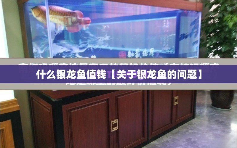 什么銀龍魚值錢【關(guān)于銀龍魚的問題】 水族問答 第1張