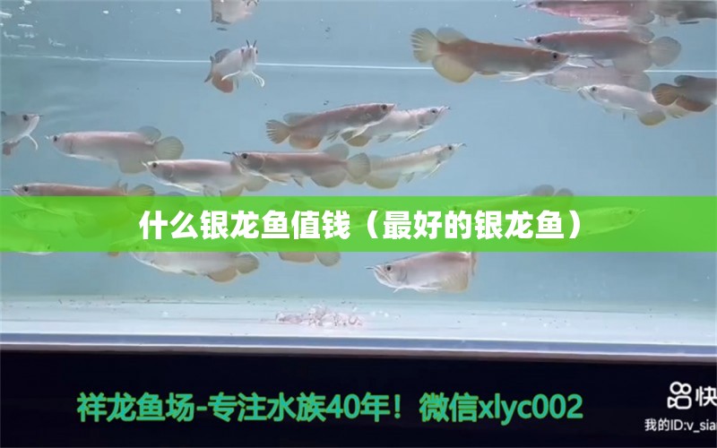 什么銀龍魚值錢（最好的銀龍魚） 銀龍魚