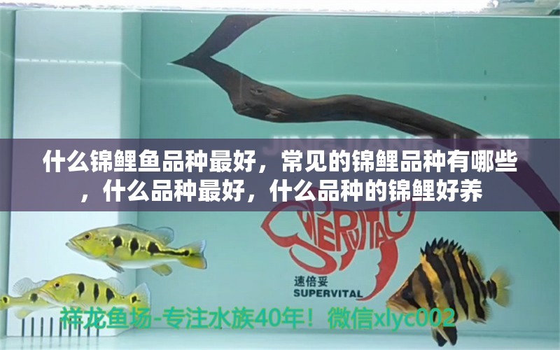 什么錦鯉魚品種最好，常見的錦鯉品種有哪些，什么品種最好，什么品種的錦鯉好養(yǎng)