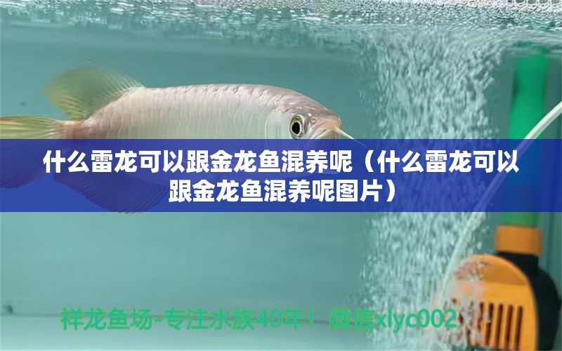 什么雷龍可以跟金龍魚混養(yǎng)呢（什么雷龍可以跟金龍魚混養(yǎng)呢圖片）