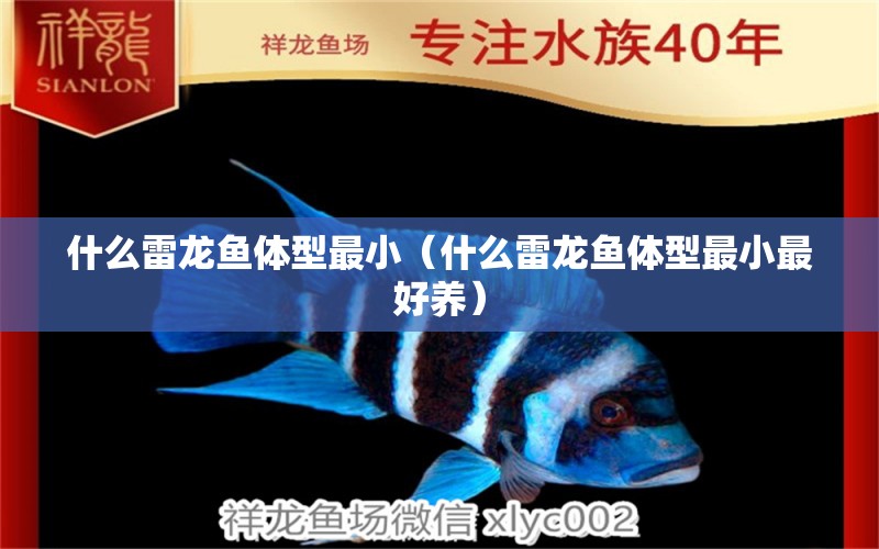 什么雷龍魚(yú)體型最?。ㄊ裁蠢堲~(yú)體型最小最好養(yǎng)） 龍魚(yú)疾病與治療