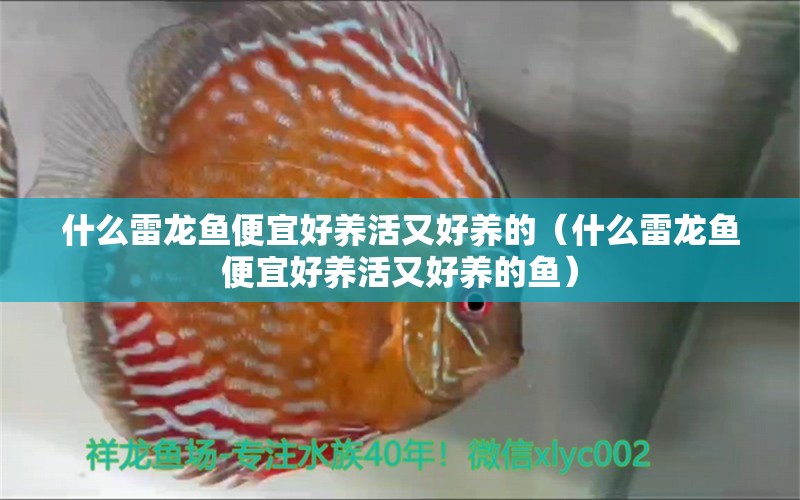 什么雷龍魚便宜好養(yǎng)活又好養(yǎng)的（什么雷龍魚便宜好養(yǎng)活又好養(yǎng)的魚）