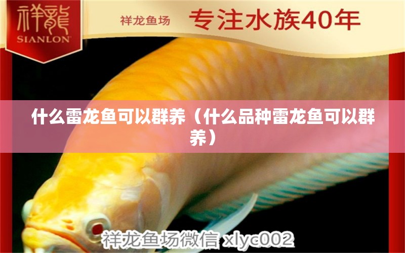 什么雷龍魚可以群養(yǎng)（什么品種雷龍魚可以群養(yǎng)）