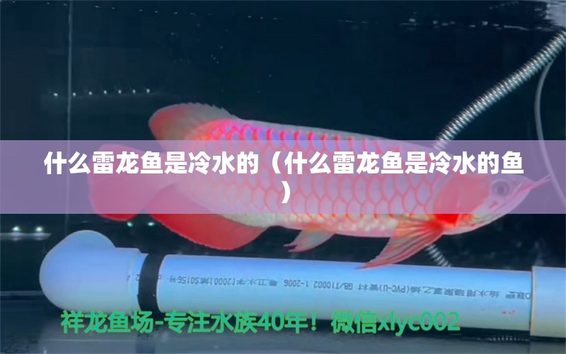 什么雷龍魚是冷水的（什么雷龍魚是冷水的魚） 龍魚疾病與治療