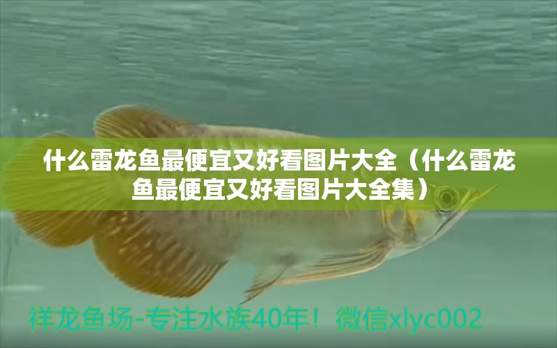 什么雷龍魚最便宜又好看圖片大全（什么雷龍魚最便宜又好看圖片大全集） 廣州龍魚批發(fā)市場