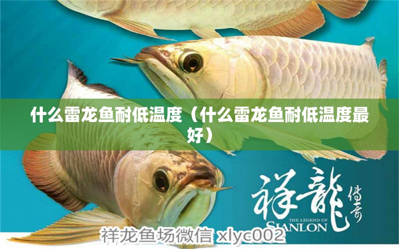 什么雷龍魚耐低溫度（什么雷龍魚耐低溫度最好） 廣州龍魚批發(fā)市場