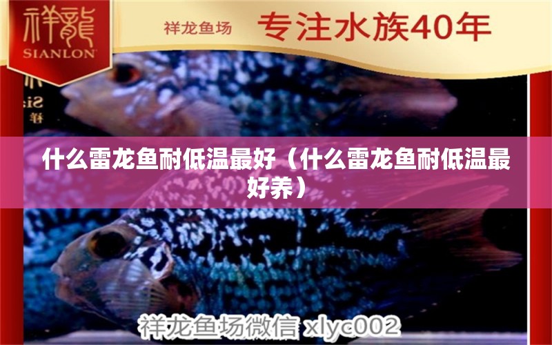 什么雷龍魚耐低溫最好（什么雷龍魚耐低溫最好養(yǎng)）