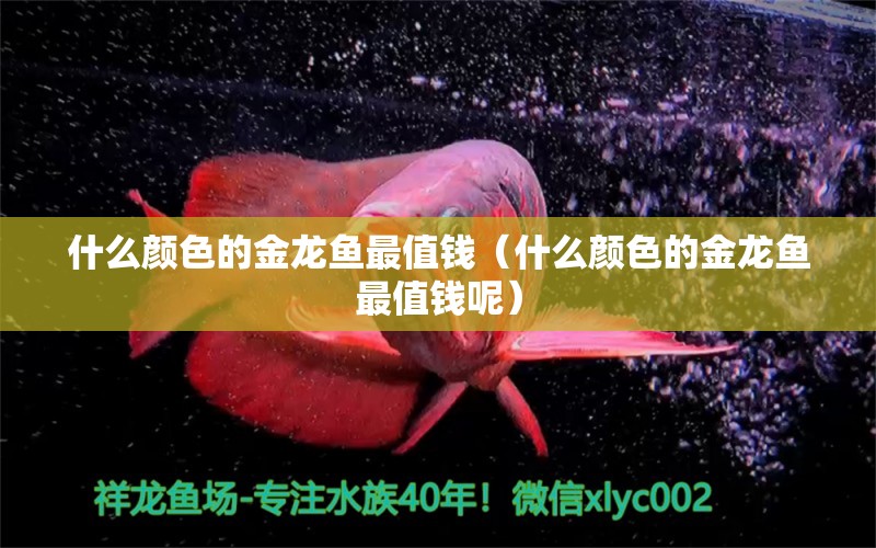 什么顏色的金龍魚(yú)最值錢(qián)（什么顏色的金龍魚(yú)最值錢(qián)呢）