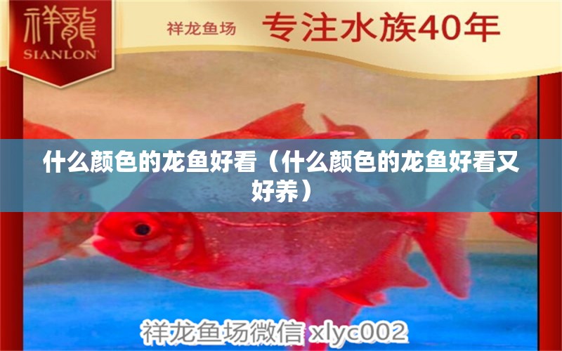 什么顏色的龍魚好看（什么顏色的龍魚好看又好養(yǎng)） 廣州龍魚批發(fā)市場