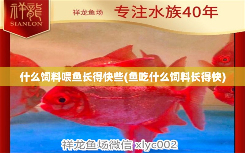 什么飼料喂魚長得快些(魚吃什么飼料長得快) 廣州水族器材濾材批發(fā)市場