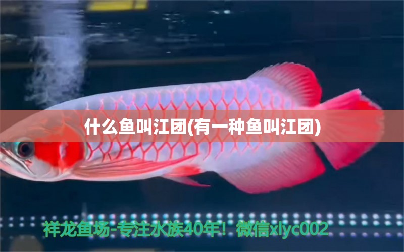 什么魚(yú)叫江團(tuán)(有一種魚(yú)叫江團(tuán)) 紅白錦鯉魚(yú)