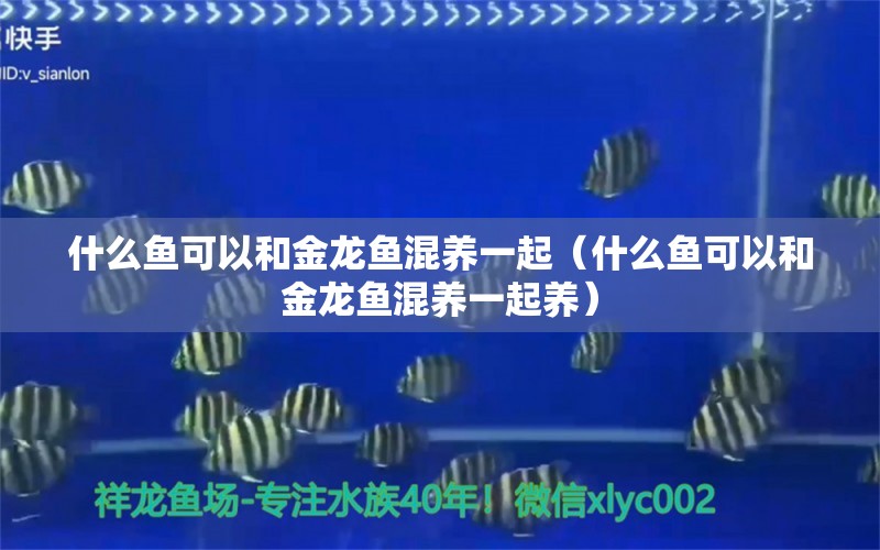 什么魚可以和金龍魚混養(yǎng)一起（什么魚可以和金龍魚混養(yǎng)一起養(yǎng)） 廣州龍魚批發(fā)市場(chǎng)