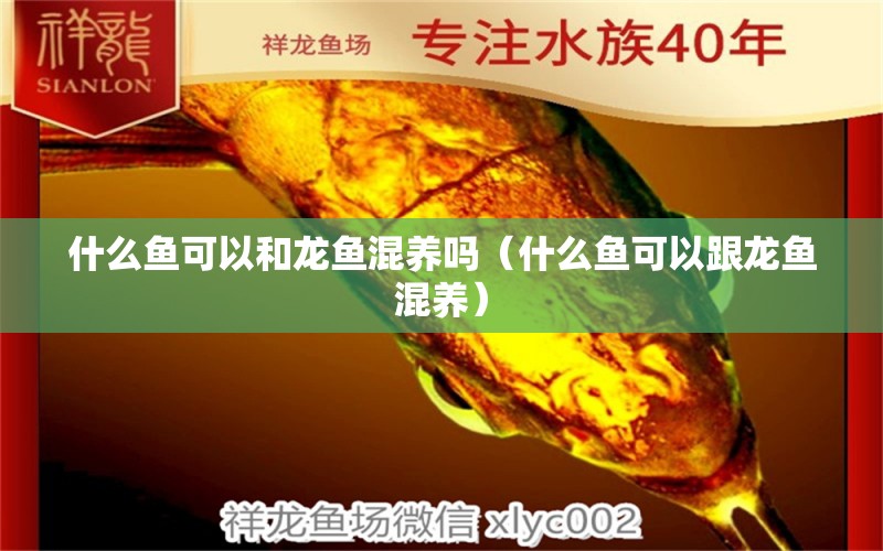 什么魚可以和龍魚混養(yǎng)嗎（什么魚可以跟龍魚混養(yǎng)）