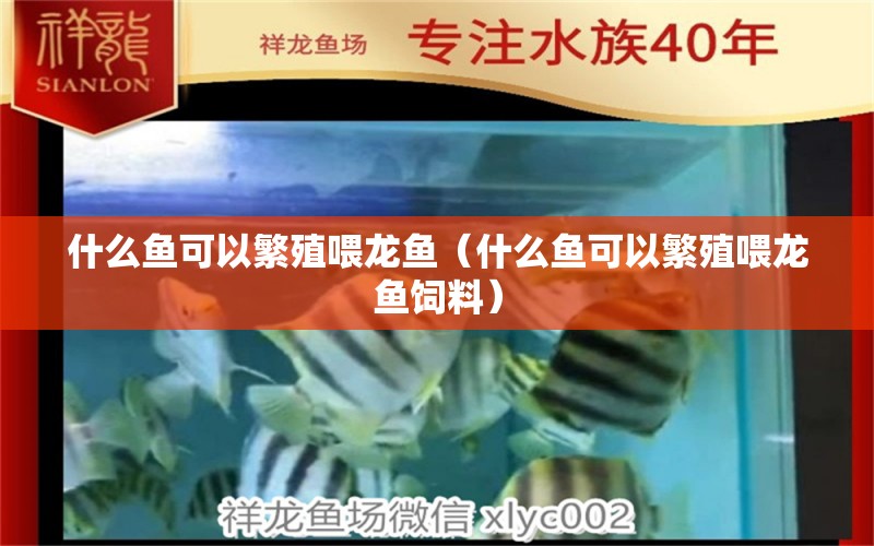 什么魚可以繁殖喂龍魚（什么魚可以繁殖喂龍魚飼料） 廣州龍魚批發(fā)市場