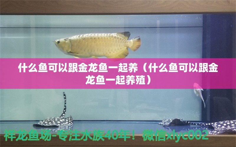 什么魚可以跟金龍魚一起養(yǎng)（什么魚可以跟金龍魚一起養(yǎng)殖） 廣州龍魚批發(fā)市場